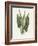 Green Arum-Gwendolyn Babbitt-Framed Art Print