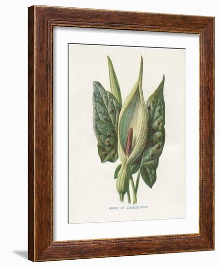 Green Arum-Gwendolyn Babbitt-Framed Art Print