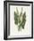 Green Arum-Gwendolyn Babbitt-Framed Art Print