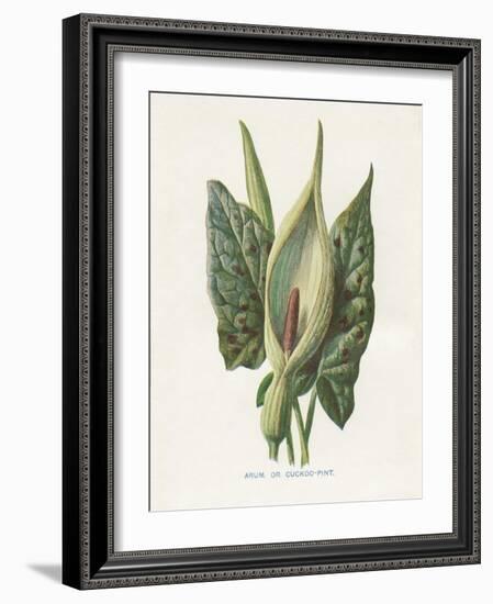 Green Arum-Gwendolyn Babbitt-Framed Art Print