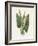 Green Arum-Gwendolyn Babbitt-Framed Art Print