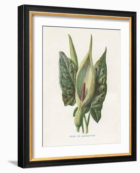 Green Arum-Gwendolyn Babbitt-Framed Art Print