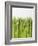 Green Asparagus-null-Framed Photographic Print