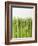 Green Asparagus-null-Framed Photographic Print