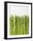 Green Asparagus-null-Framed Photographic Print