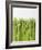 Green Asparagus-null-Framed Photographic Print