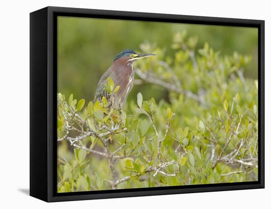 Green-backed heron among red mangroves, Merritt Island National Wildlife Refuge, Florida-Maresa Pryor-Framed Premier Image Canvas