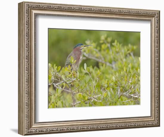 Green-backed heron among red mangroves, Merritt Island National Wildlife Refuge, Florida-Maresa Pryor-Framed Photographic Print