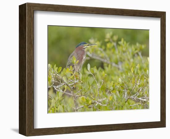 Green-backed heron among red mangroves, Merritt Island National Wildlife Refuge, Florida-Maresa Pryor-Framed Photographic Print