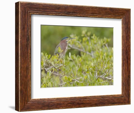 Green-backed heron among red mangroves, Merritt Island National Wildlife Refuge, Florida-Maresa Pryor-Framed Photographic Print