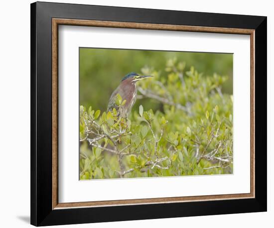 Green-backed heron among red mangroves, Merritt Island National Wildlife Refuge, Florida-Maresa Pryor-Framed Photographic Print