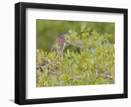 Green-backed heron among red mangroves, Merritt Island National Wildlife Refuge, Florida-Maresa Pryor-Framed Photographic Print