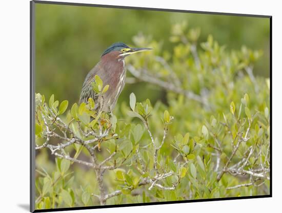 Green-backed heron among red mangroves, Merritt Island National Wildlife Refuge, Florida-Maresa Pryor-Mounted Photographic Print