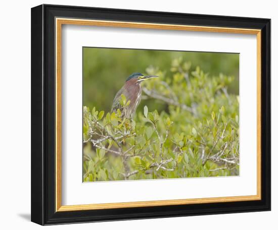 Green-backed heron among red mangroves, Merritt Island National Wildlife Refuge, Florida-Maresa Pryor-Framed Photographic Print