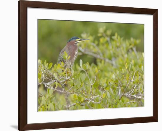 Green-backed heron among red mangroves, Merritt Island National Wildlife Refuge, Florida-Maresa Pryor-Framed Photographic Print