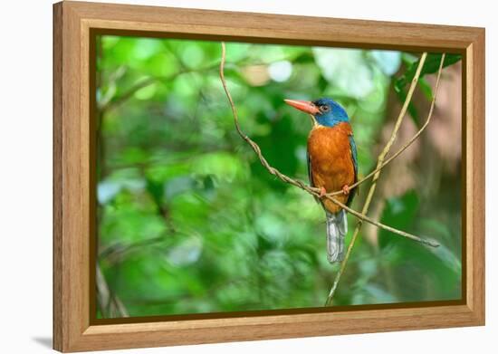 Green-backed kingfisher perched on vine, Indonesia-Nick Garbutt-Framed Premier Image Canvas