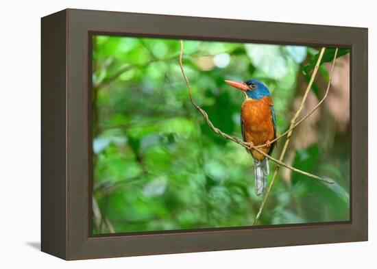 Green-backed kingfisher perched on vine, Indonesia-Nick Garbutt-Framed Premier Image Canvas