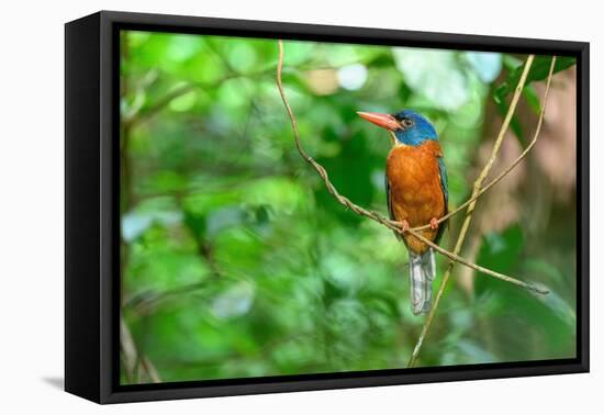 Green-backed kingfisher perched on vine, Indonesia-Nick Garbutt-Framed Premier Image Canvas
