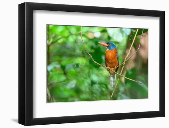 Green-backed kingfisher perched on vine, Indonesia-Nick Garbutt-Framed Photographic Print