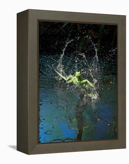 Green Basilisk or Plumed Basilisk Running on Water (Basiliscus Plumifrons), Costa Rica-Andres Morya Hinojosa-Framed Premier Image Canvas