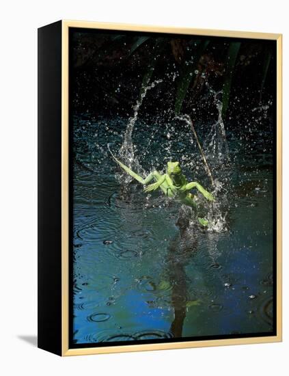 Green Basilisk or Plumed Basilisk Running on Water (Basiliscus Plumifrons), Costa Rica-Andres Morya Hinojosa-Framed Premier Image Canvas