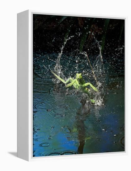 Green Basilisk or Plumed Basilisk Running on Water (Basiliscus Plumifrons), Costa Rica-Andres Morya Hinojosa-Framed Premier Image Canvas