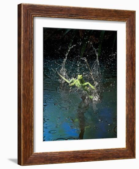 Green Basilisk or Plumed Basilisk Running on Water (Basiliscus Plumifrons), Costa Rica-Andres Morya Hinojosa-Framed Photographic Print