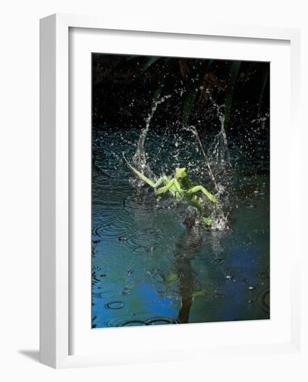 Green Basilisk or Plumed Basilisk Running on Water (Basiliscus Plumifrons), Costa Rica-Andres Morya Hinojosa-Framed Photographic Print