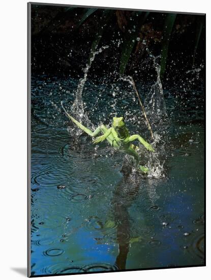 Green Basilisk or Plumed Basilisk Running on Water (Basiliscus Plumifrons), Costa Rica-Andres Morya Hinojosa-Mounted Photographic Print