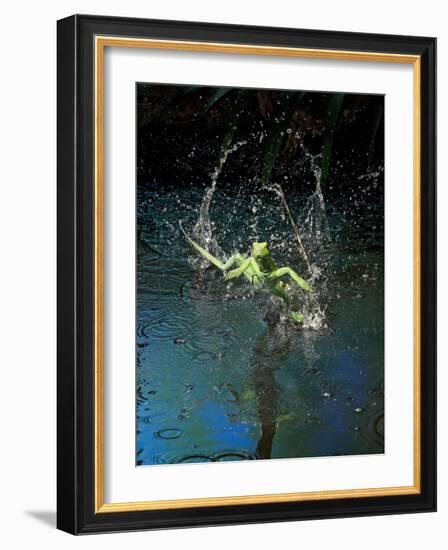 Green Basilisk or Plumed Basilisk Running on Water (Basiliscus Plumifrons), Costa Rica-Andres Morya Hinojosa-Framed Photographic Print