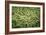 Green Beans-Ken Hammond-Framed Art Print