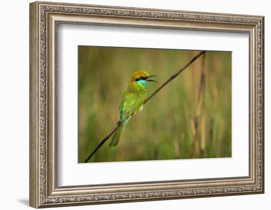 green bee-eater calling, portrait, nepal-karine aigner-Framed Photographic Print