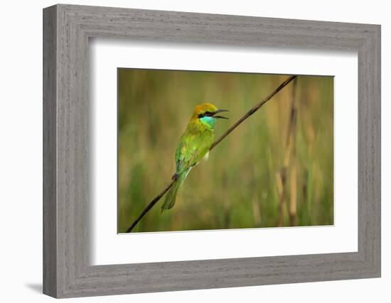 green bee-eater calling, portrait, nepal-karine aigner-Framed Photographic Print