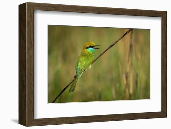 green bee-eater calling, portrait, nepal-karine aigner-Framed Photographic Print