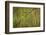 green bee-eater calling, portrait, nepal-karine aigner-Framed Photographic Print