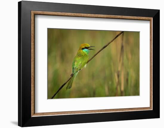 green bee-eater calling, portrait, nepal-karine aigner-Framed Photographic Print