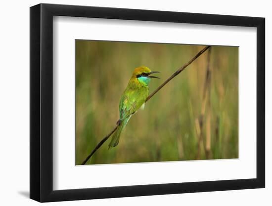 green bee-eater calling, portrait, nepal-karine aigner-Framed Photographic Print