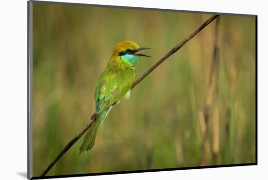 green bee-eater calling, portrait, nepal-karine aigner-Mounted Photographic Print
