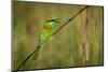 green bee-eater calling, portrait, nepal-karine aigner-Mounted Photographic Print