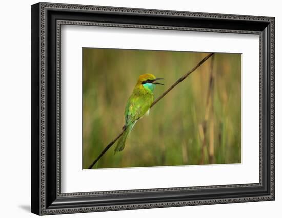 green bee-eater calling, portrait, nepal-karine aigner-Framed Photographic Print