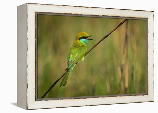 green bee-eater calling, portrait, nepal-karine aigner-Framed Premier Image Canvas