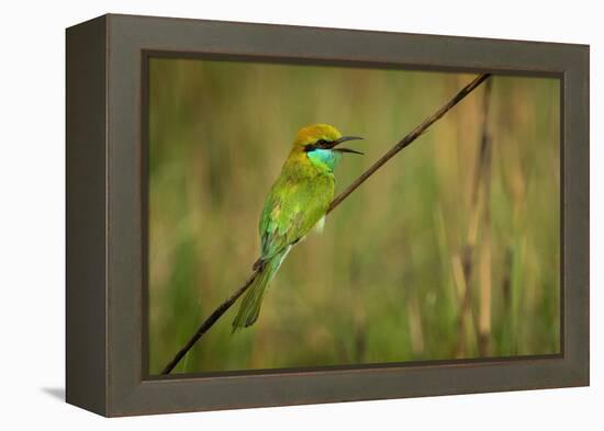 green bee-eater calling, portrait, nepal-karine aigner-Framed Premier Image Canvas