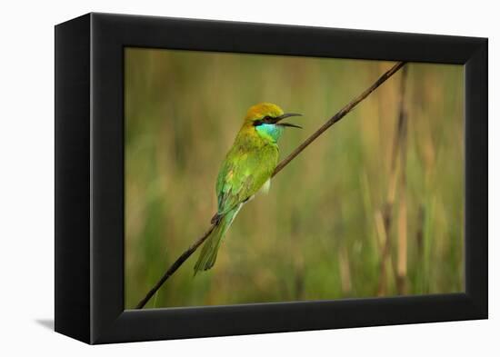 green bee-eater calling, portrait, nepal-karine aigner-Framed Premier Image Canvas