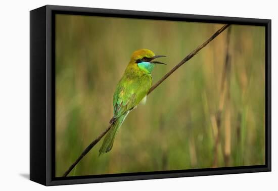 green bee-eater calling, portrait, nepal-karine aigner-Framed Premier Image Canvas