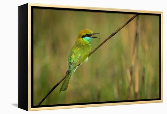 green bee-eater calling, portrait, nepal-karine aigner-Framed Premier Image Canvas