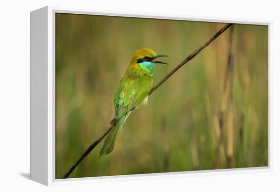 green bee-eater calling, portrait, nepal-karine aigner-Framed Premier Image Canvas