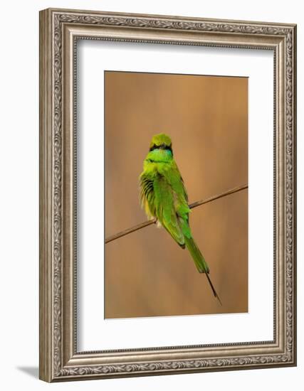 Green Bee-Eater (Merops orientalis), Bandhavgarh National Park, Madhya Pradesh, India, Asia-Sergio Pitamitz-Framed Photographic Print