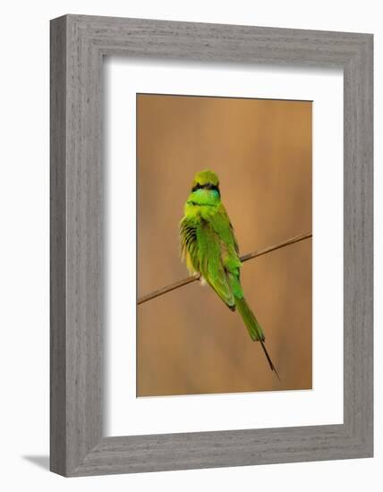 Green Bee-Eater (Merops orientalis), Bandhavgarh National Park, Madhya Pradesh, India, Asia-Sergio Pitamitz-Framed Photographic Print