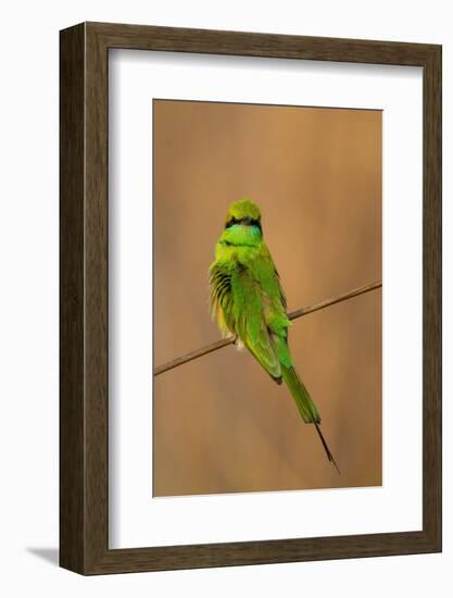 Green Bee-Eater (Merops orientalis), Bandhavgarh National Park, Madhya Pradesh, India, Asia-Sergio Pitamitz-Framed Photographic Print