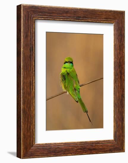 Green Bee-Eater (Merops orientalis), Bandhavgarh National Park, Madhya Pradesh, India, Asia-Sergio Pitamitz-Framed Photographic Print